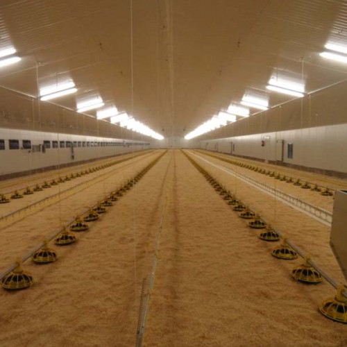 Equipamiento Granja Avícola en Arroyomolinos (Madrid)